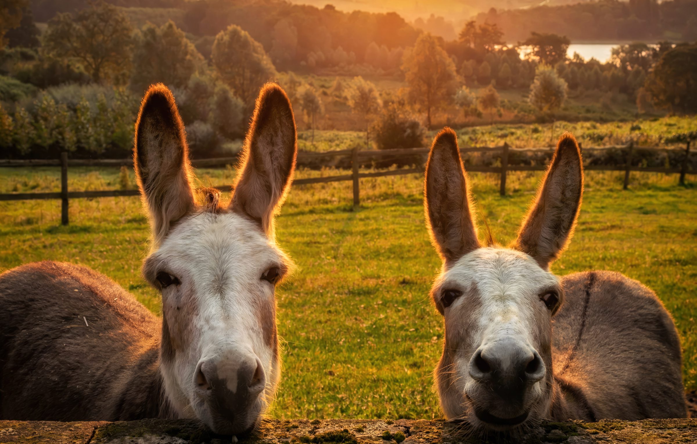 Two donkeys in a field at sunset near Far Heath Recording Studio